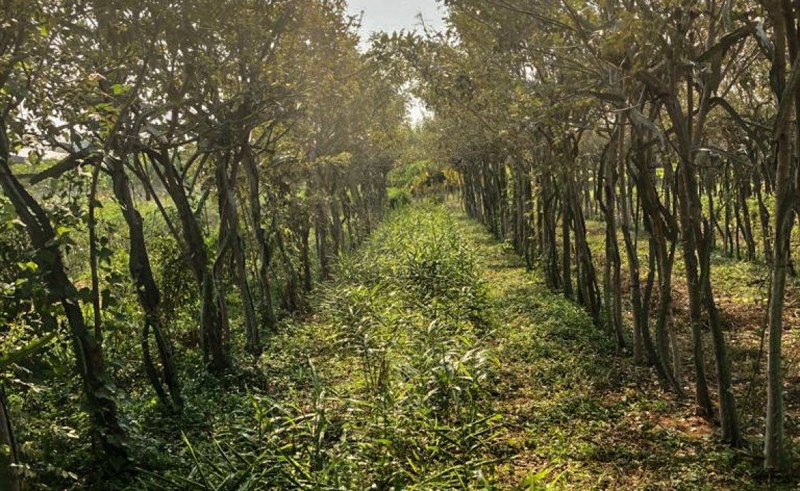 Prunning copy